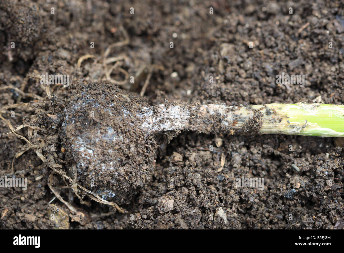 ONION WHITE ROT Sclerotium cepivorum SHOWING SIGNS OF ROT ON THE BULB Stock Photo