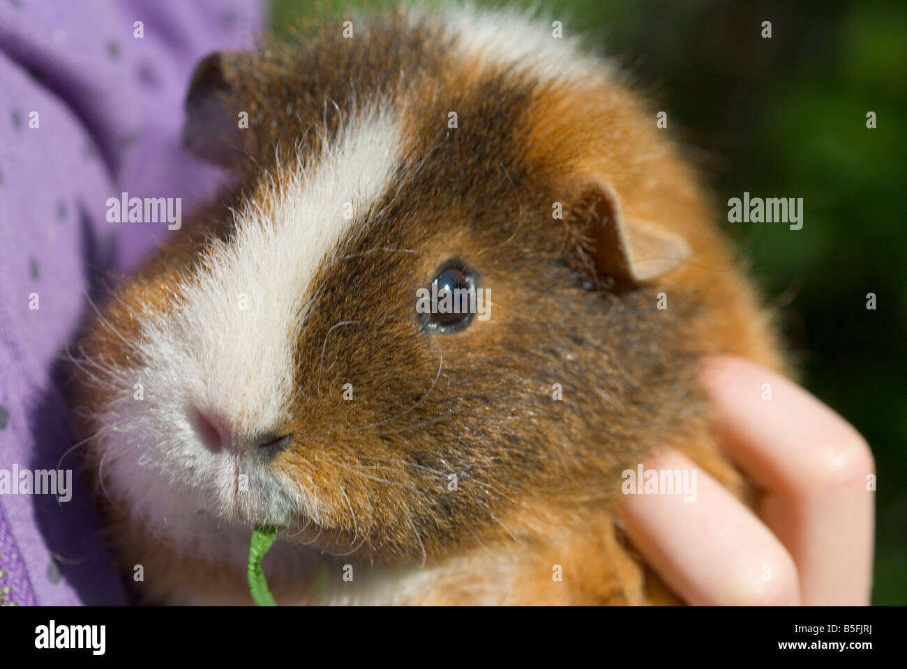 Guinea pig eating a straw Stock Photo Alamy