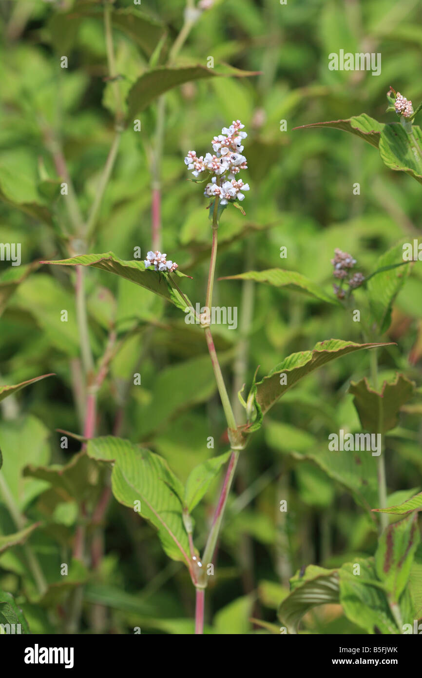 JAPANESE KNOTWEED CLOSE UP OF FLOWER Stock Photo - Alamy