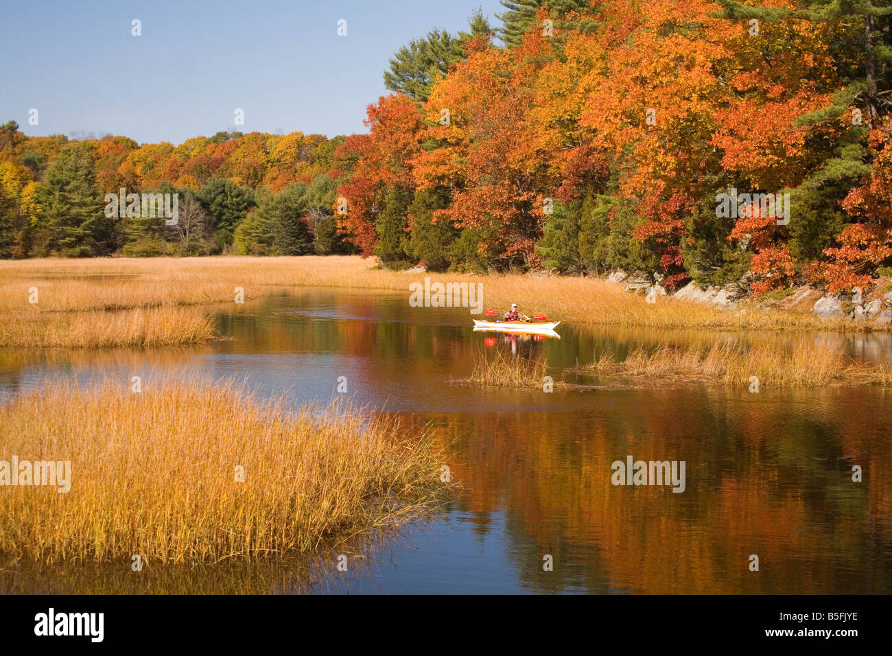 A man in a kayak paddles along an estuary, surrounded by the vividly colored foliage of an autumn day. Stock Photo
