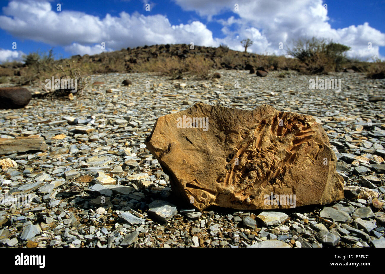 Fossil Mesosaurus tenuidens Karoo dolerite Farm Spitzkoppe Namibia