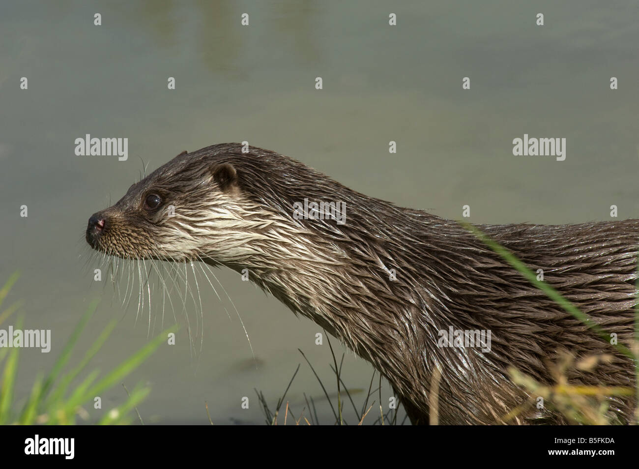 Alert European otter Lutra lutra with wet fur after coming out of water showing whiskers or vibrissae Stock Photo