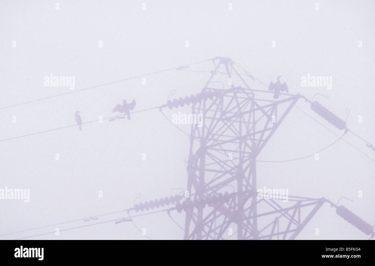 Cormorants perched on electricity pylon cables airing their wings in a heavy mist beside the River Nene, Peterborough, England Stock Photo