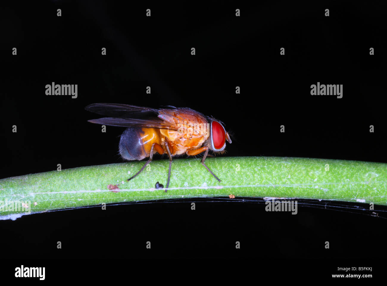Some Fly. one of the numerous species of flies that can be spotted in the forest of Arunachal Pradesh. India Stock Photo