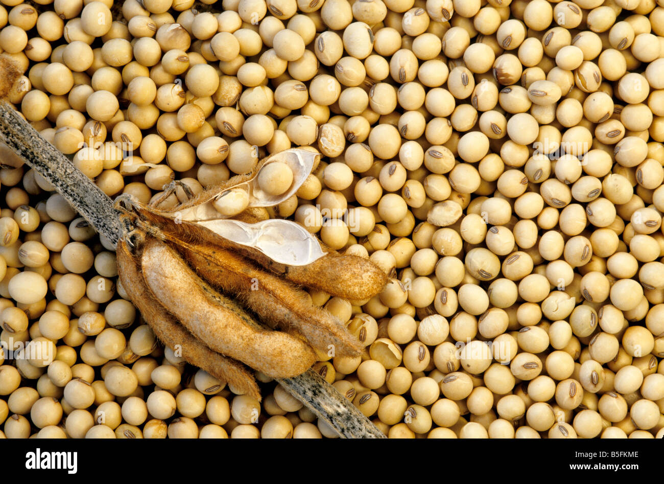 Rhizobium hires stock photography and images Alamy