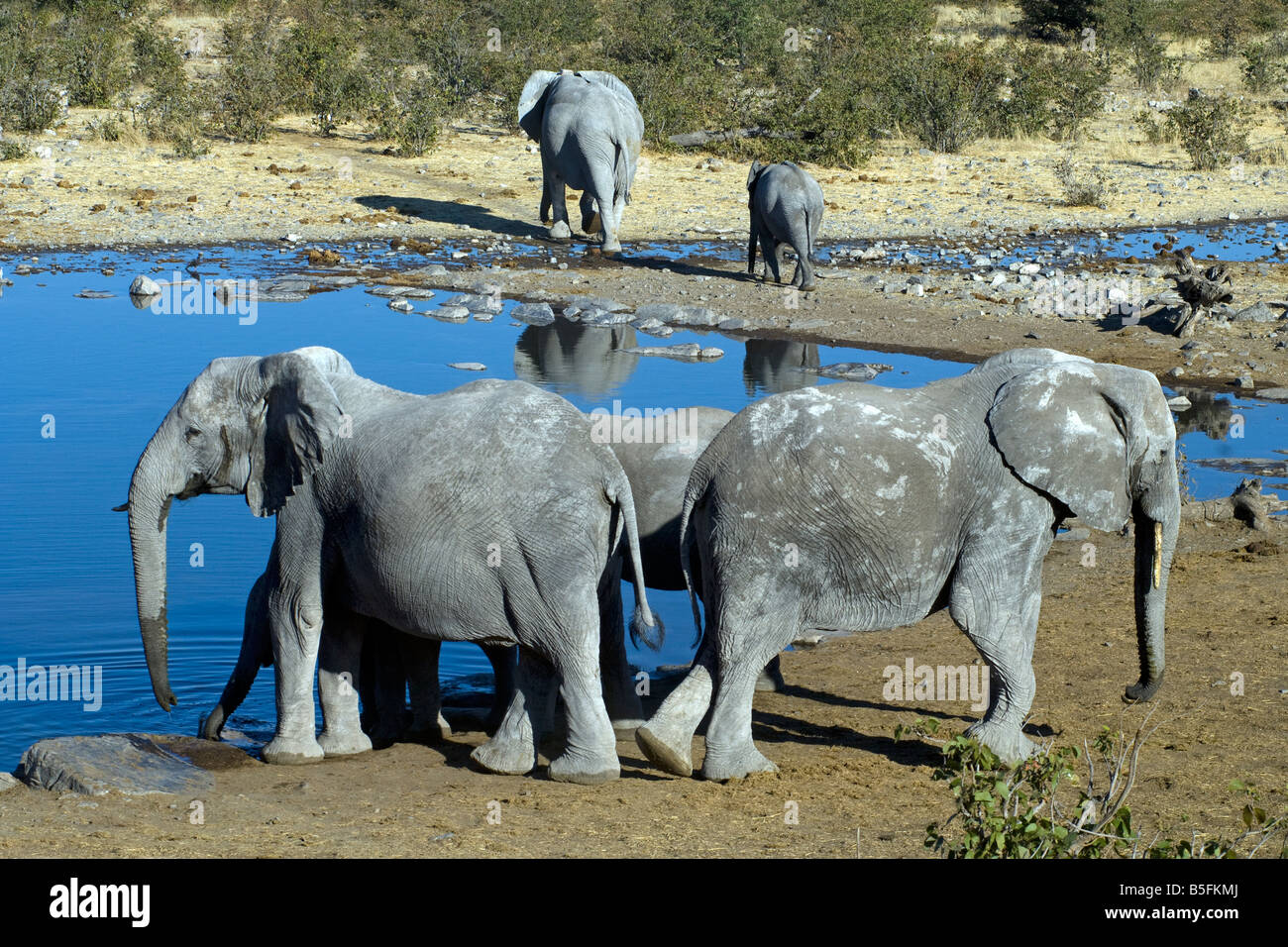 African elephant Loxodonta africana drinking at Halali waterhole Etosha National Park Namibia Stock Photo