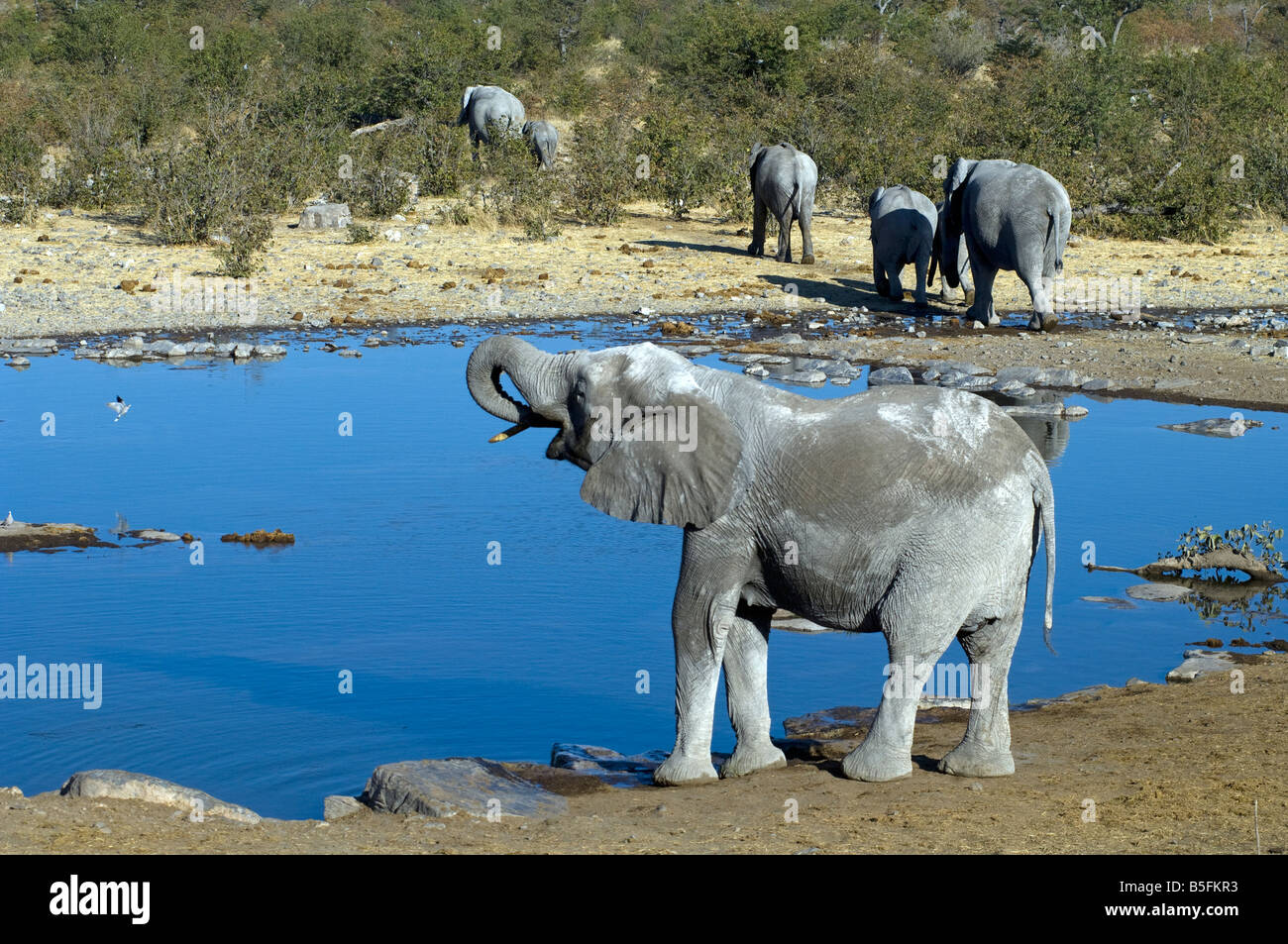 African elephant Loxodonta africana drinking at Halali waterhole Etosha National Park Namibia Stock Photo