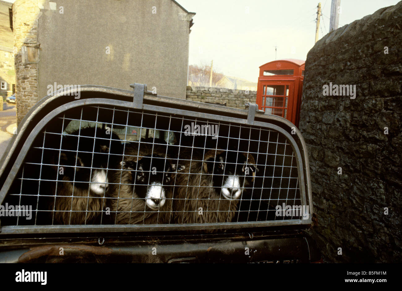 UK England Yorkshire Gunnerside sheep in pickup near Phone Box Stock Photo