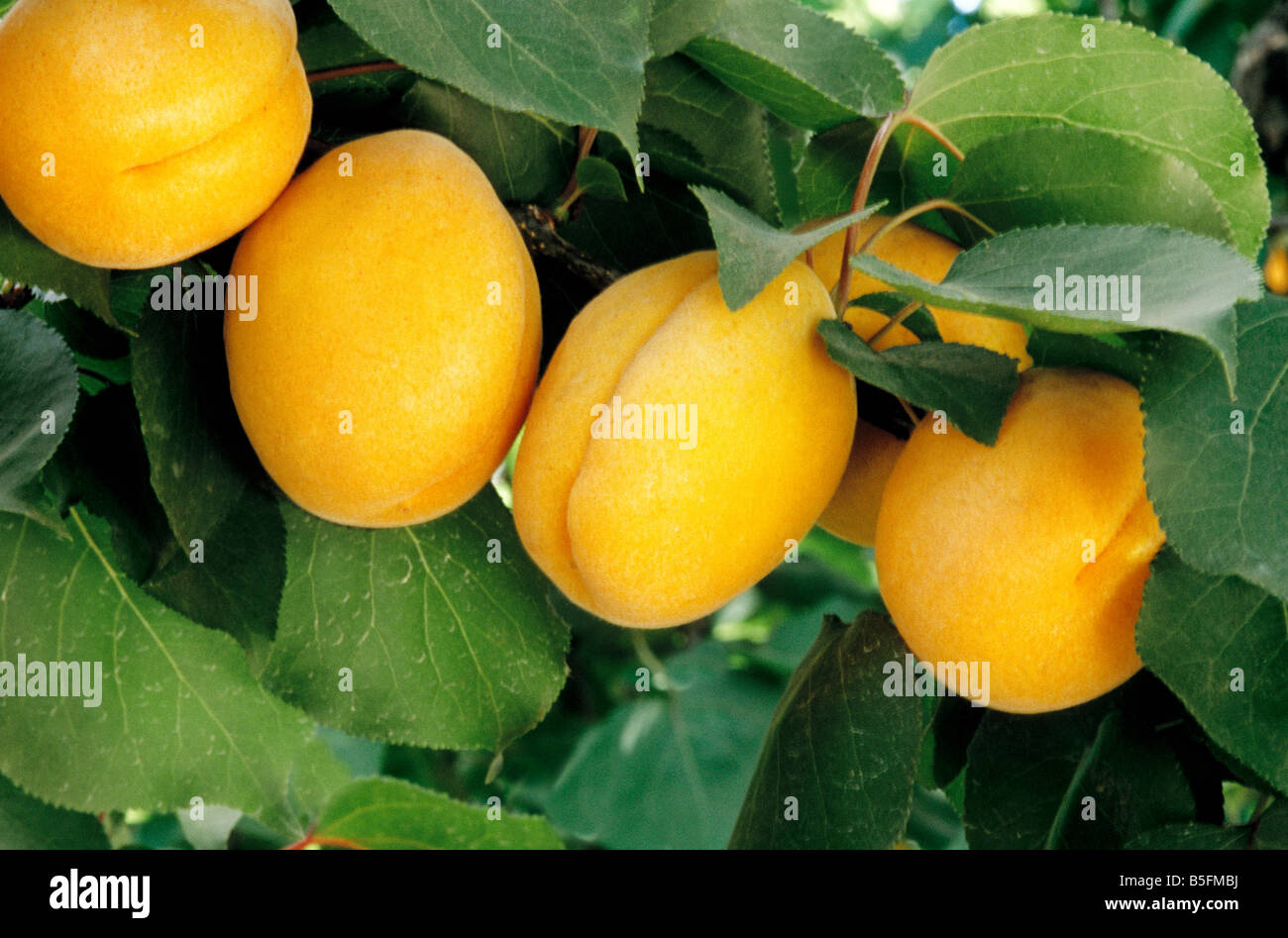 Mature apricots on branch. Stock Photo