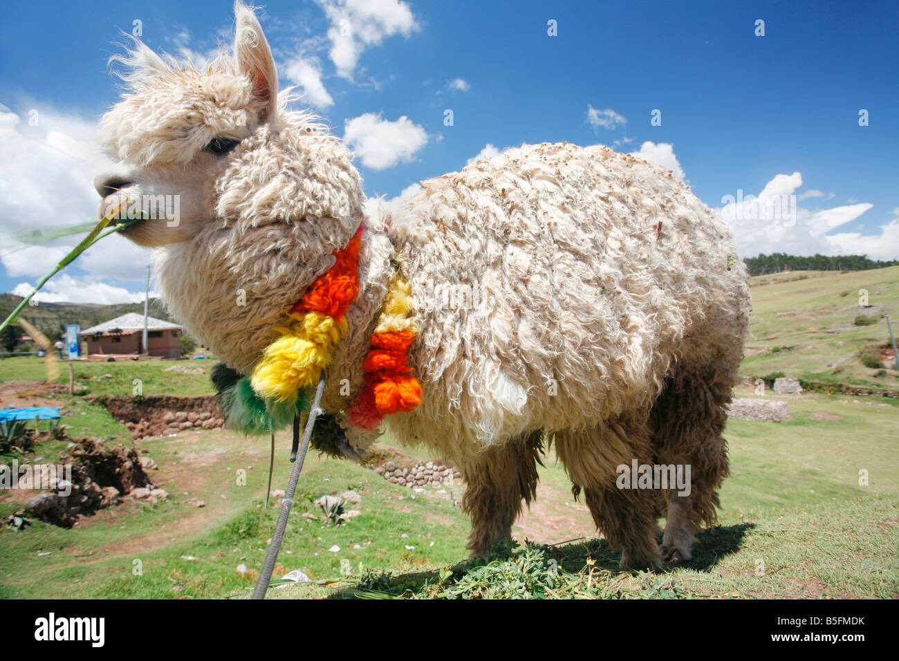 Alpaca on the altiplano in Peru Stock Photo