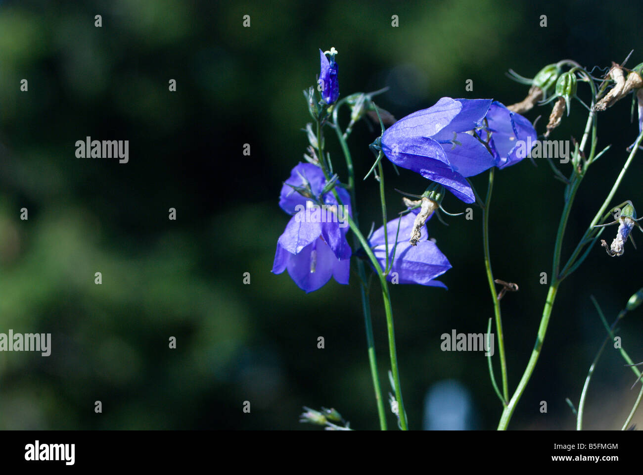 Campanula rotundifolia Stock Photo