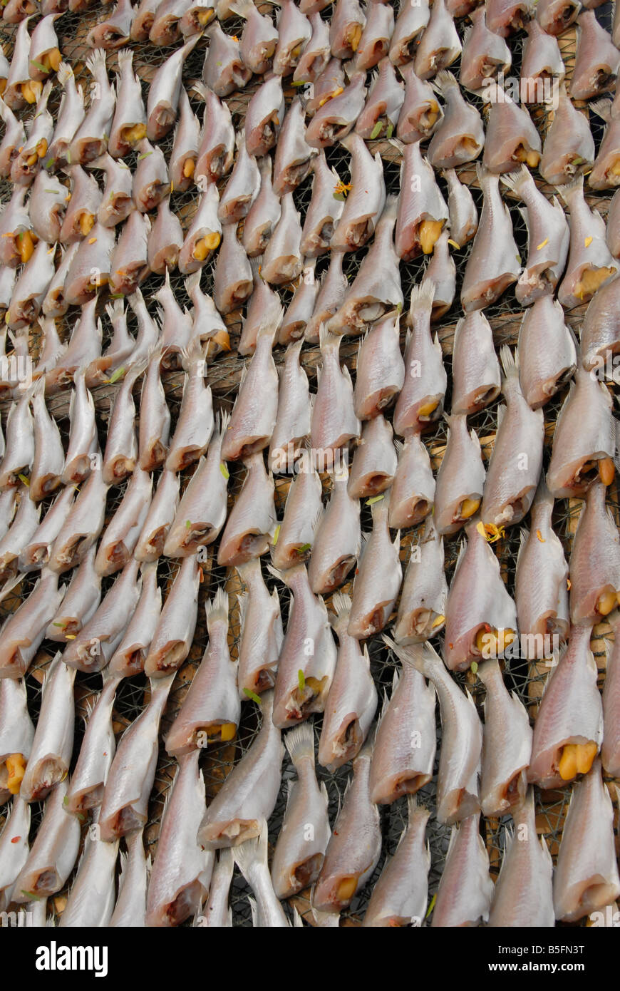 A hundreds of fish with no head are drying, fish market,Bangsaan