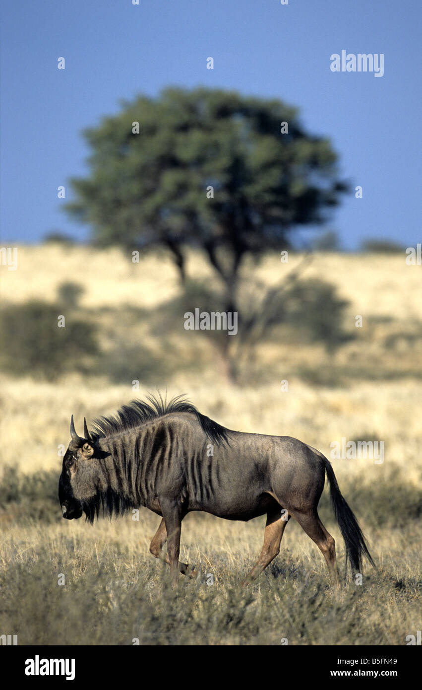 Blue Wildebeest Connochaetes taurinus Kalahari desert Kalagadi Transfrontier Park South Africa Stock Photo