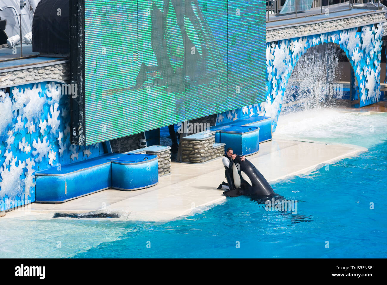 Whale trainer interacting with Shamu at SeaWorld. Stock Photo