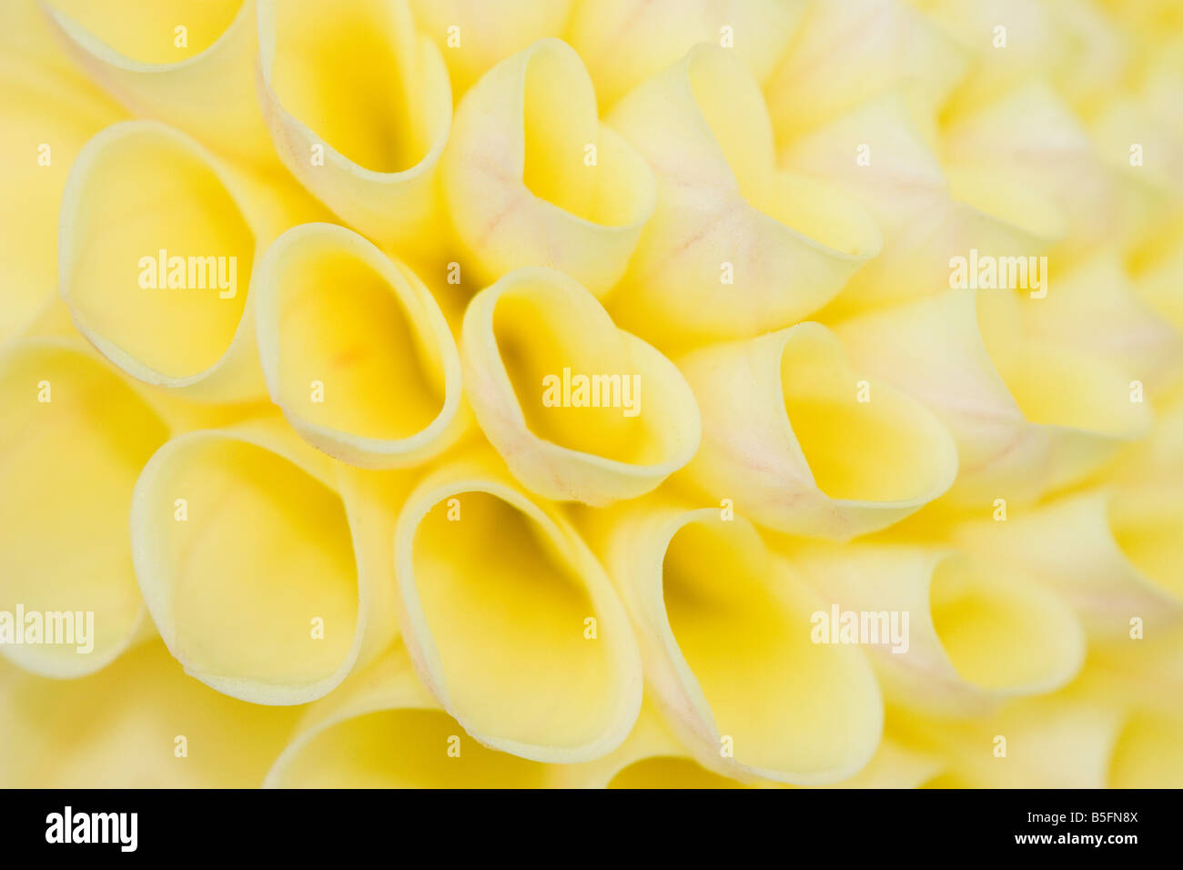 Little Scottie Dahlia Stock Photo - Alamy