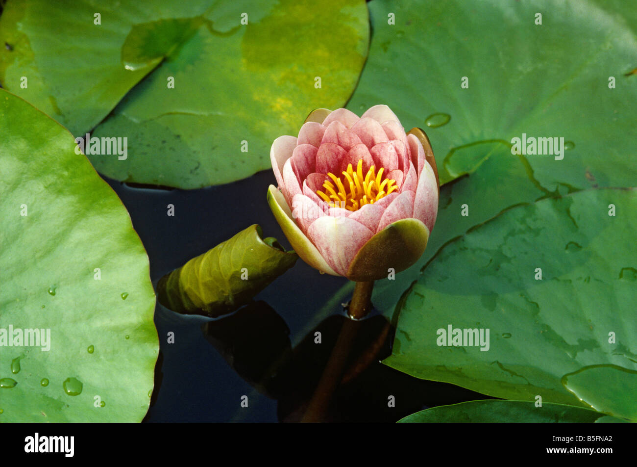 Water lily flower opening bud open with stamens 2 of 3 Stock Photo Alamy