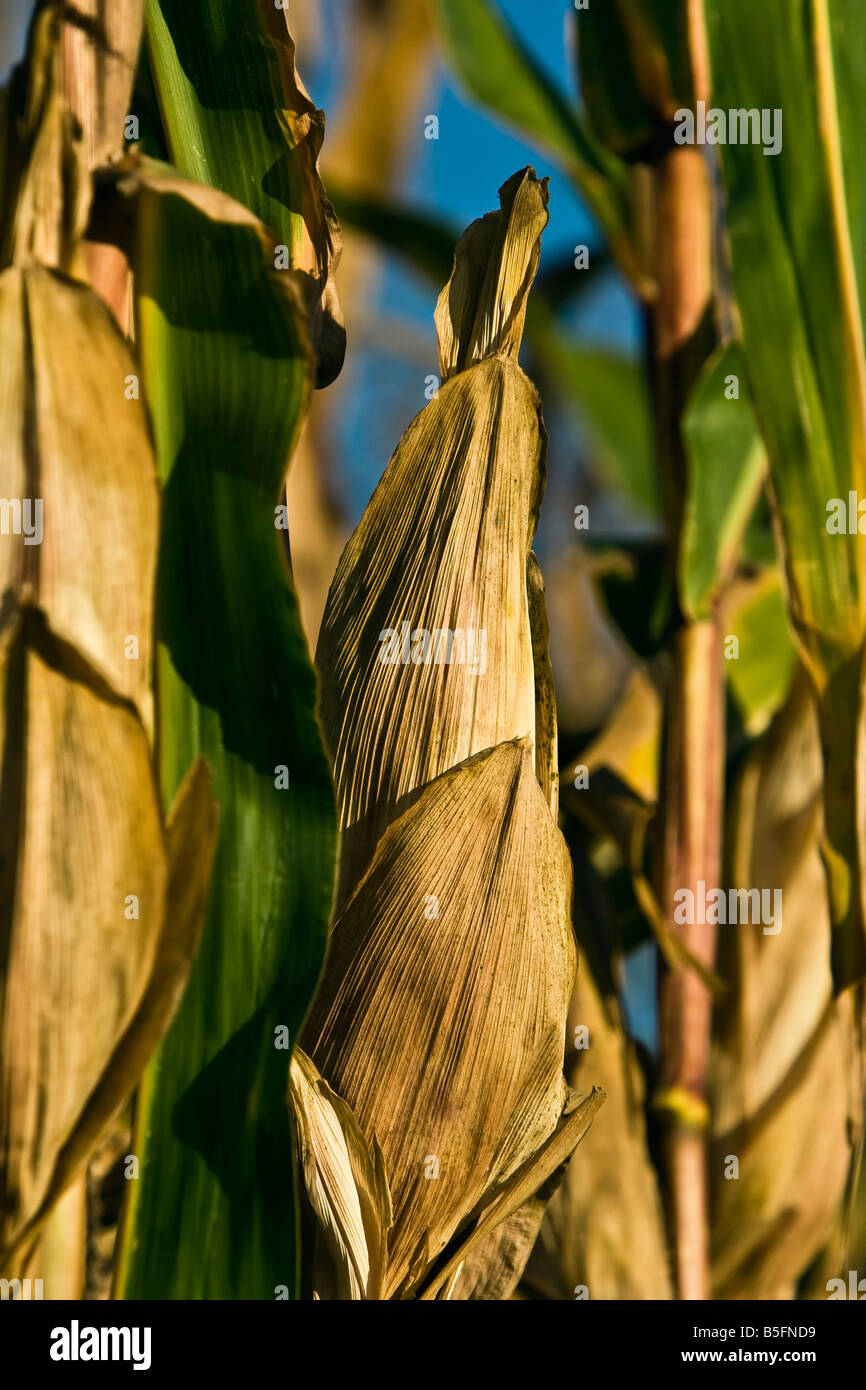 corn (Zea mays) Stock Photo