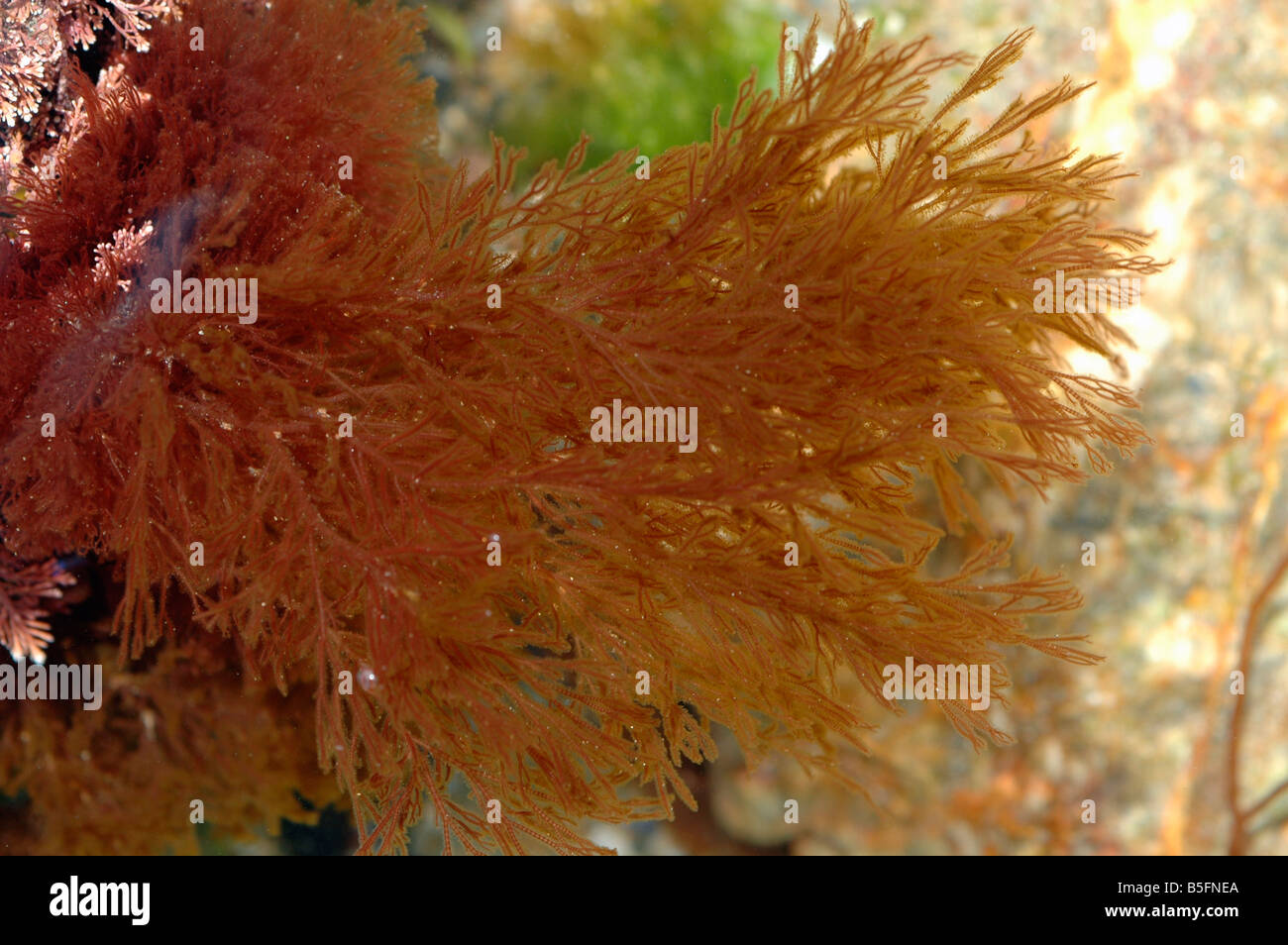 CERAMIUM RUBRUM Common pincer weed a red seaweed in a rockpool UK Stock Photo
