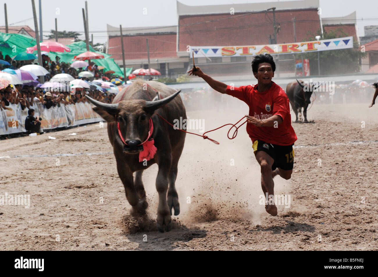 Water Buffalo racing in Chonburi,Thailand Stock Photo Alamy