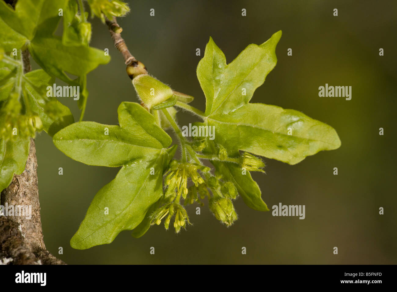 Field Maple Acer campestre in flower spring Stock Photo - Alamy