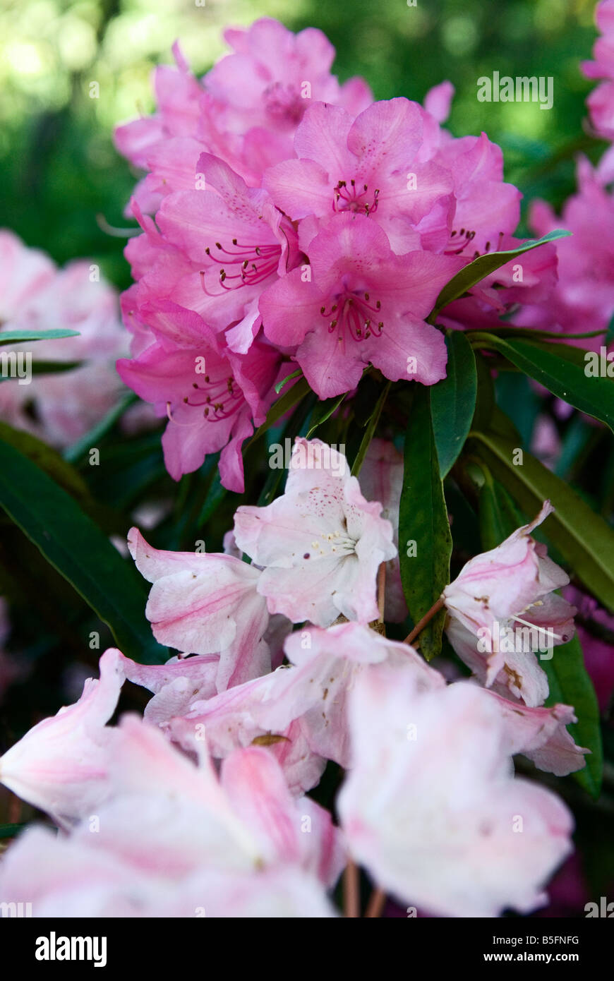 Rhododendron rosa perle hi-res stock photography and images - Alamy