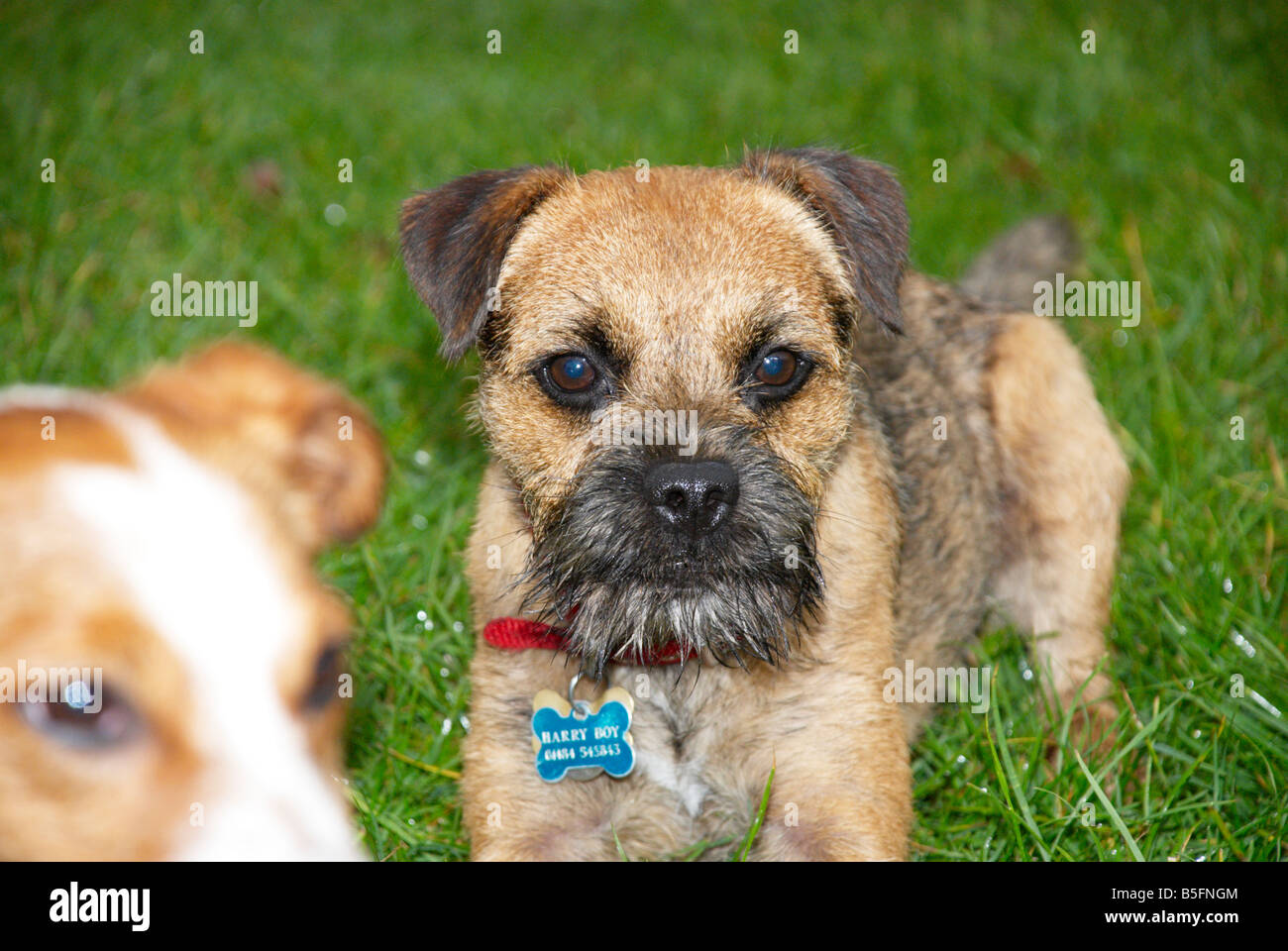 dogs in park (jack russell & border terrier Stock Photo Alamy