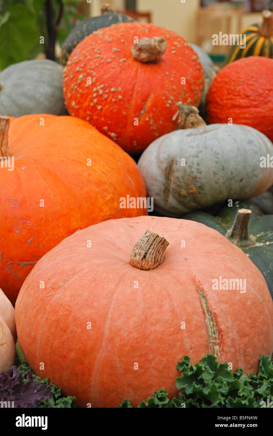 a display of mixed pumpkins Stock Photo