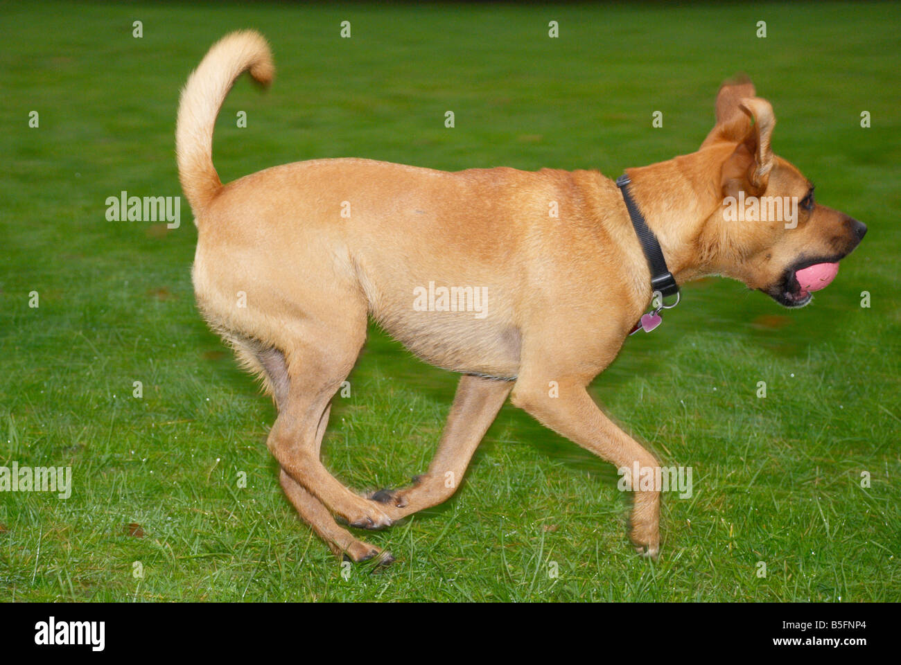 Sandy (a boxer / staffordshire terrier mix) running in the park Stock Photo Alamy