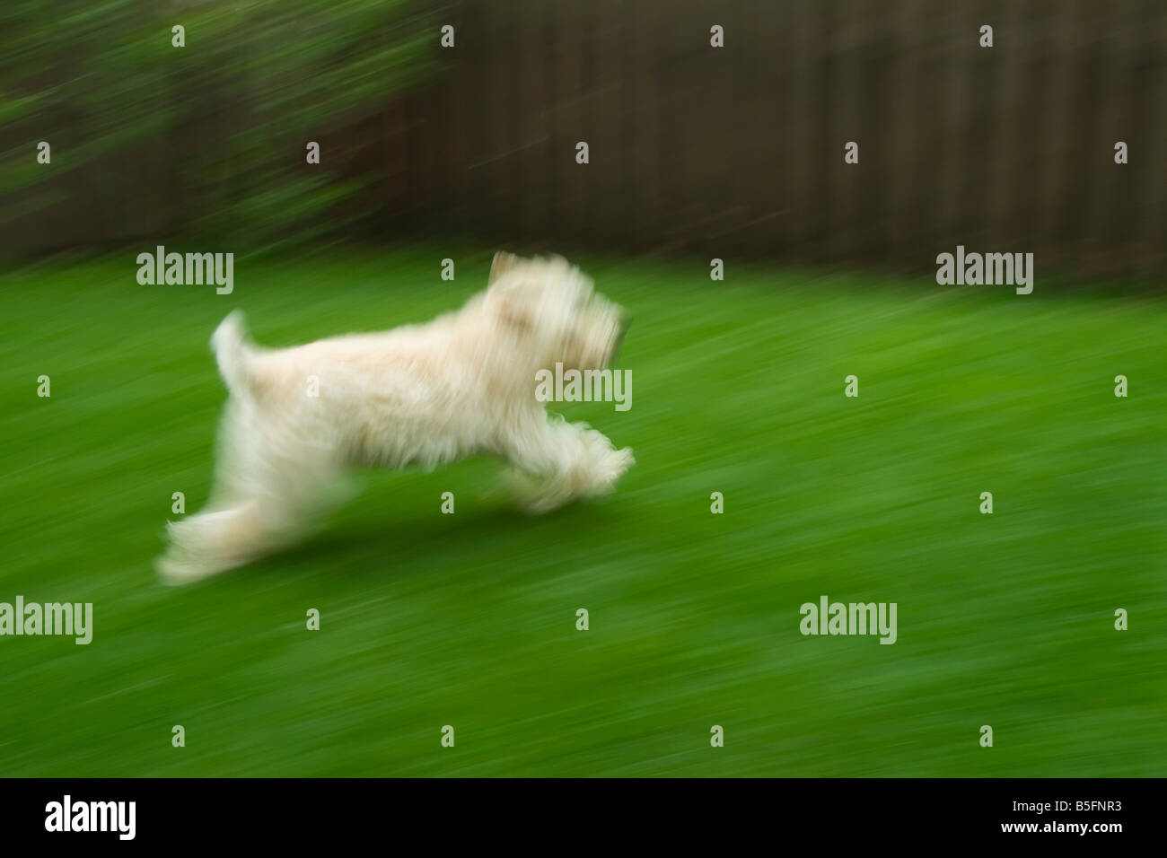 Soft Coated Wheaten Terrier dog running and motion blurred Stock Photo