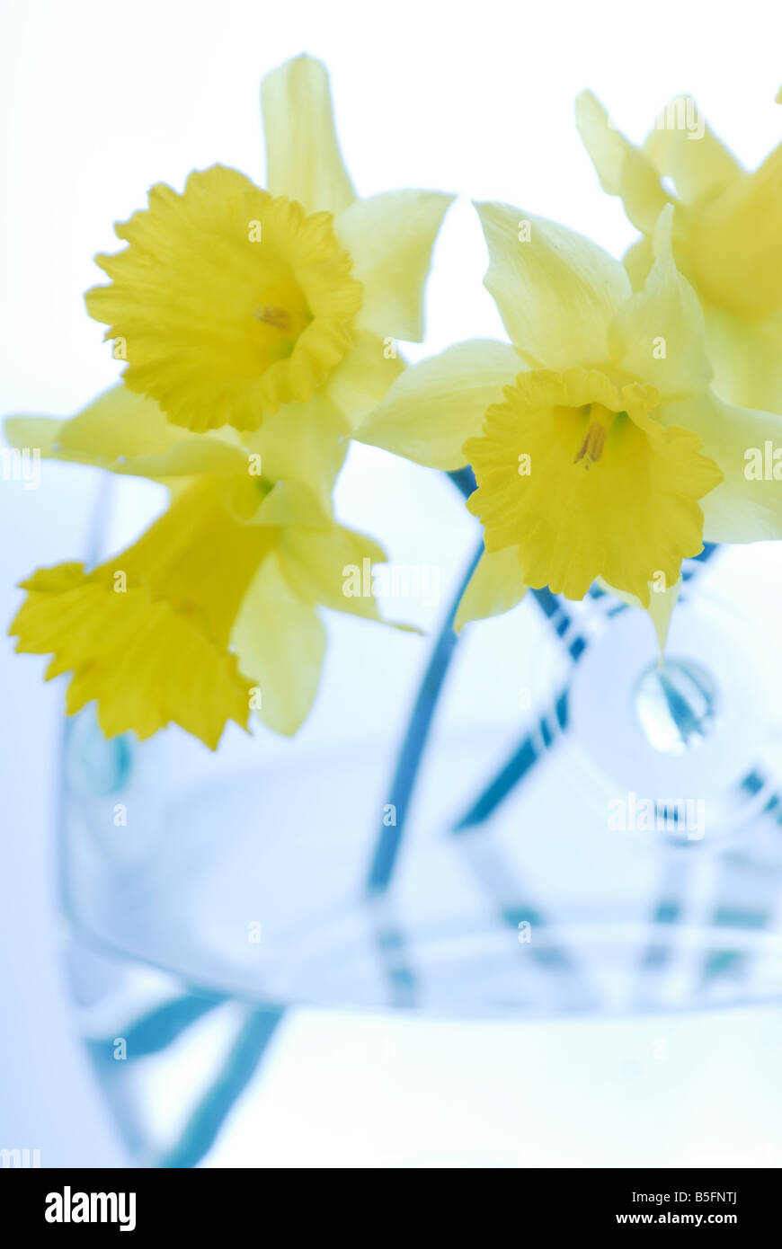 Narcissus photo art hi-res stock photography and images - Alamy