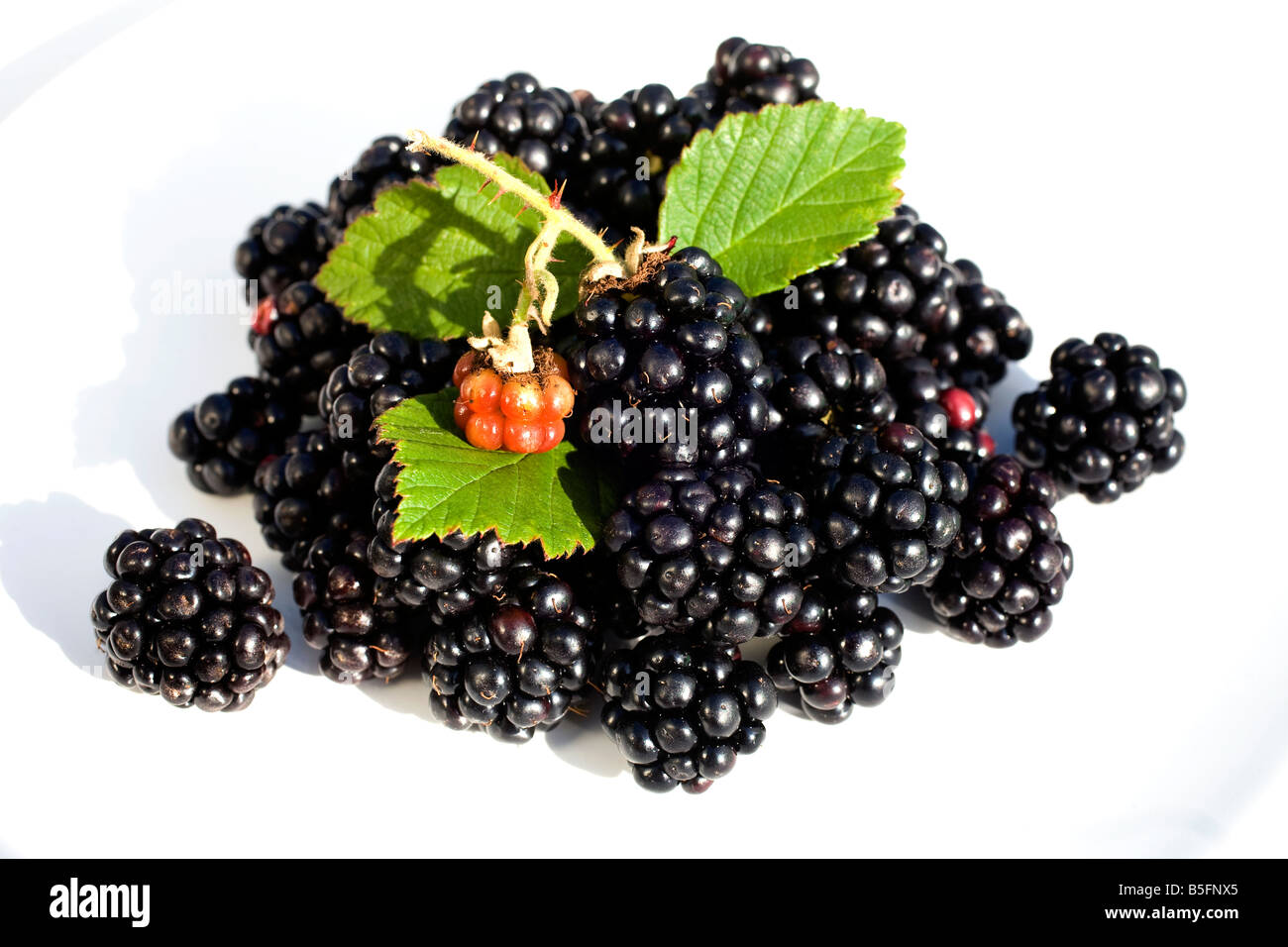 Freshly picked blackberries on a white dish Stock Photo