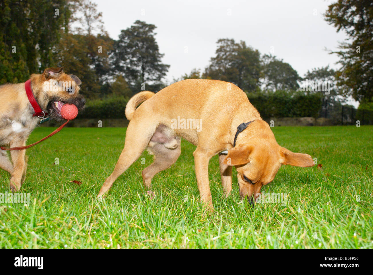 dogs playing in the park Stock Photo - Alamy