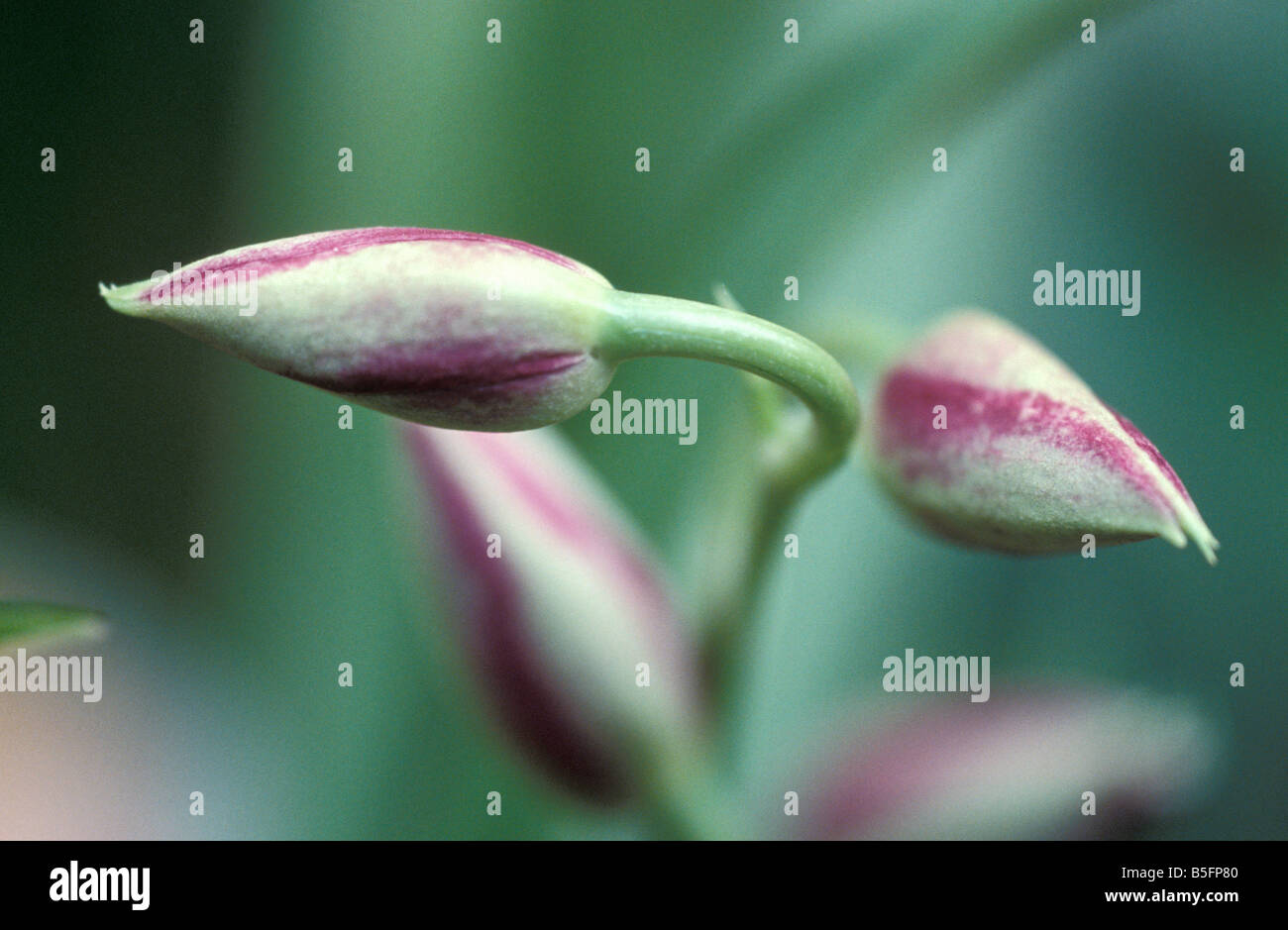 Closed flower buds of a lily flower Stock Photo Alamy