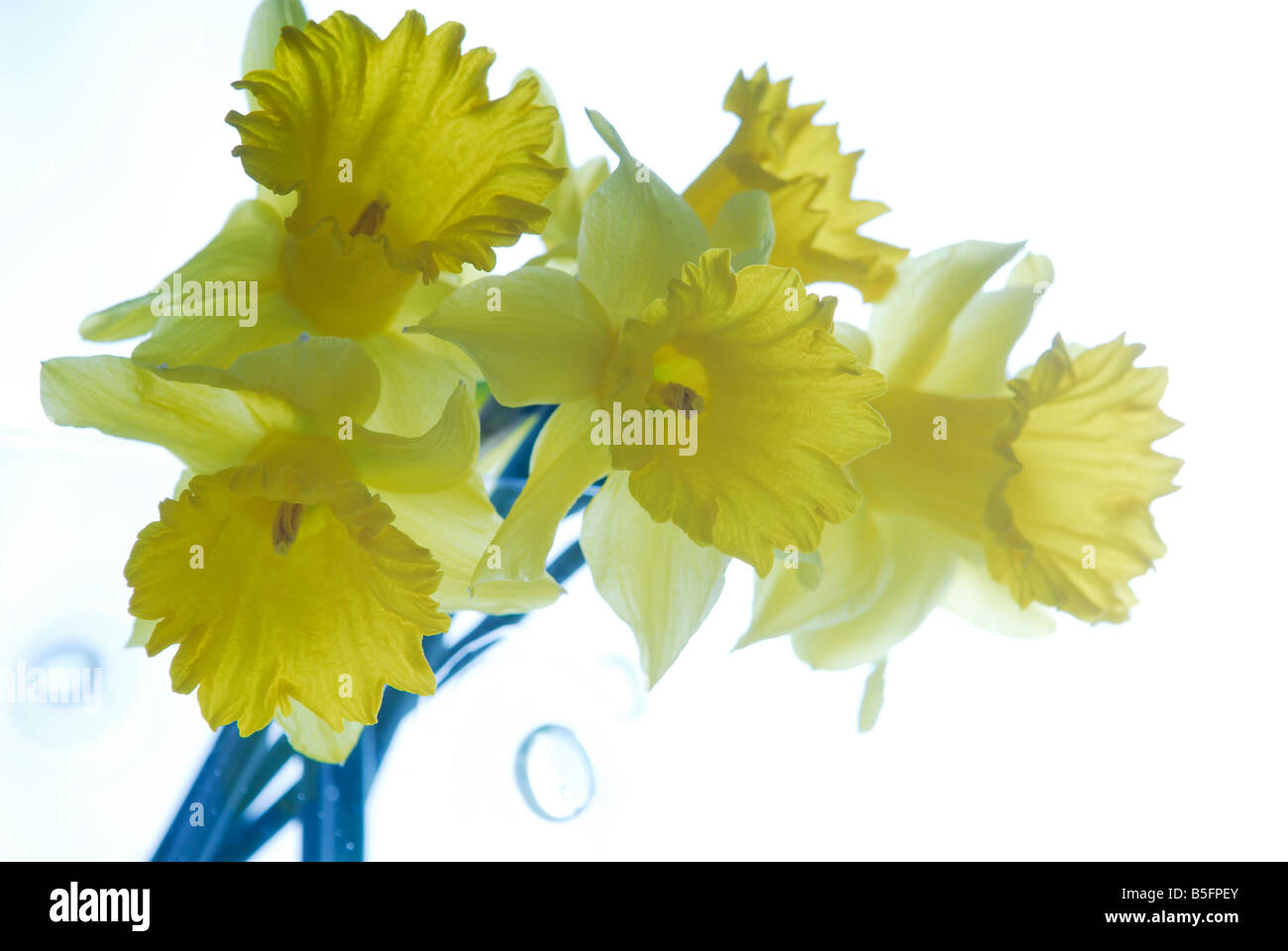 Daffodil photo art hi-res stock photography and images - Alamy