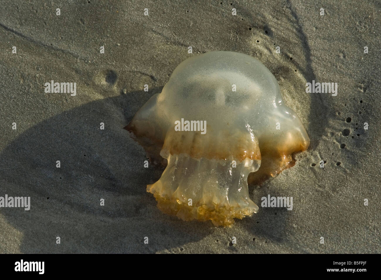The Cannonball Jellyfish, a species of jellyfish in the family