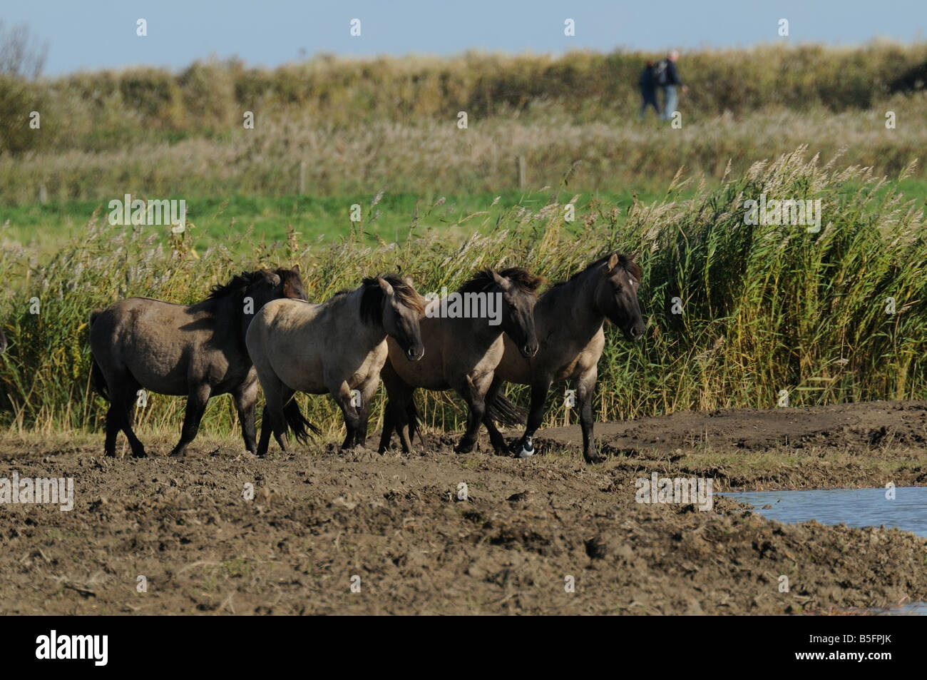 Konik Polski ponies at Minsmere Stock Photo