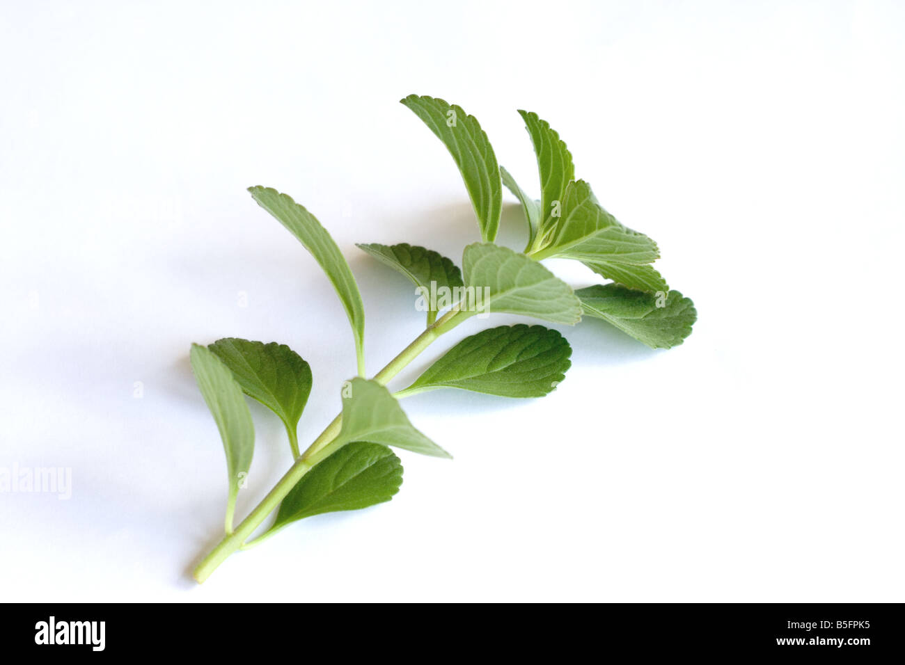Plectrancthus neochillus leaves on white background Stock Photo