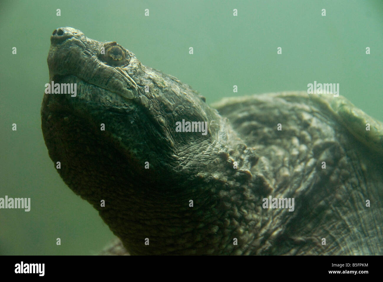 Head and neck detail of a large Snapping turtle as it gets ready to surface Stock Photo