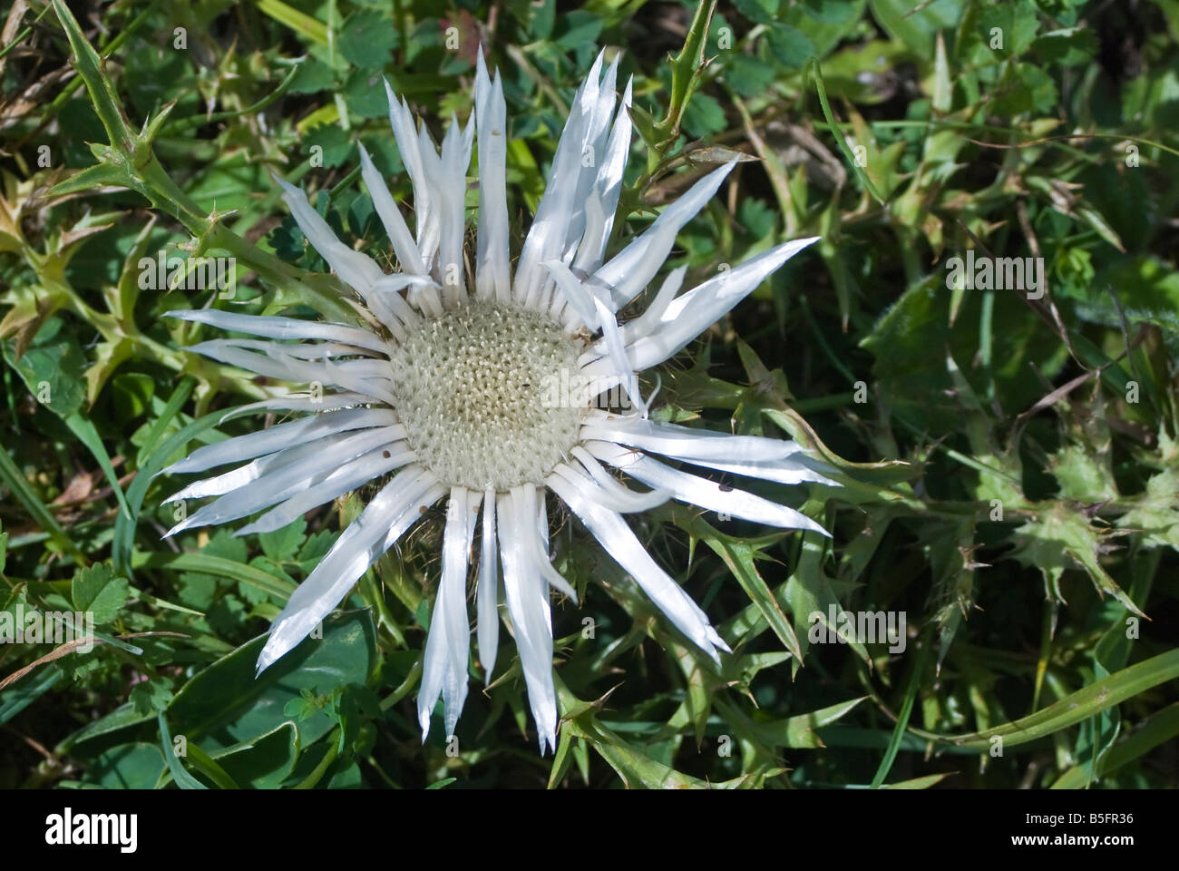 Carlina acaulis wildflower dwarf thistle Silver Thistle stemless carline thistle Stock Photo