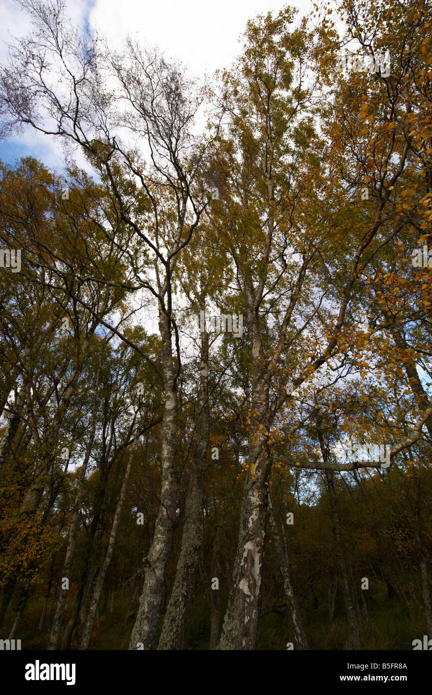 Burn O VAT Muir of Dinnet National Nature Reserve Downy Birch Scotland UK in the autumn Stock Photo