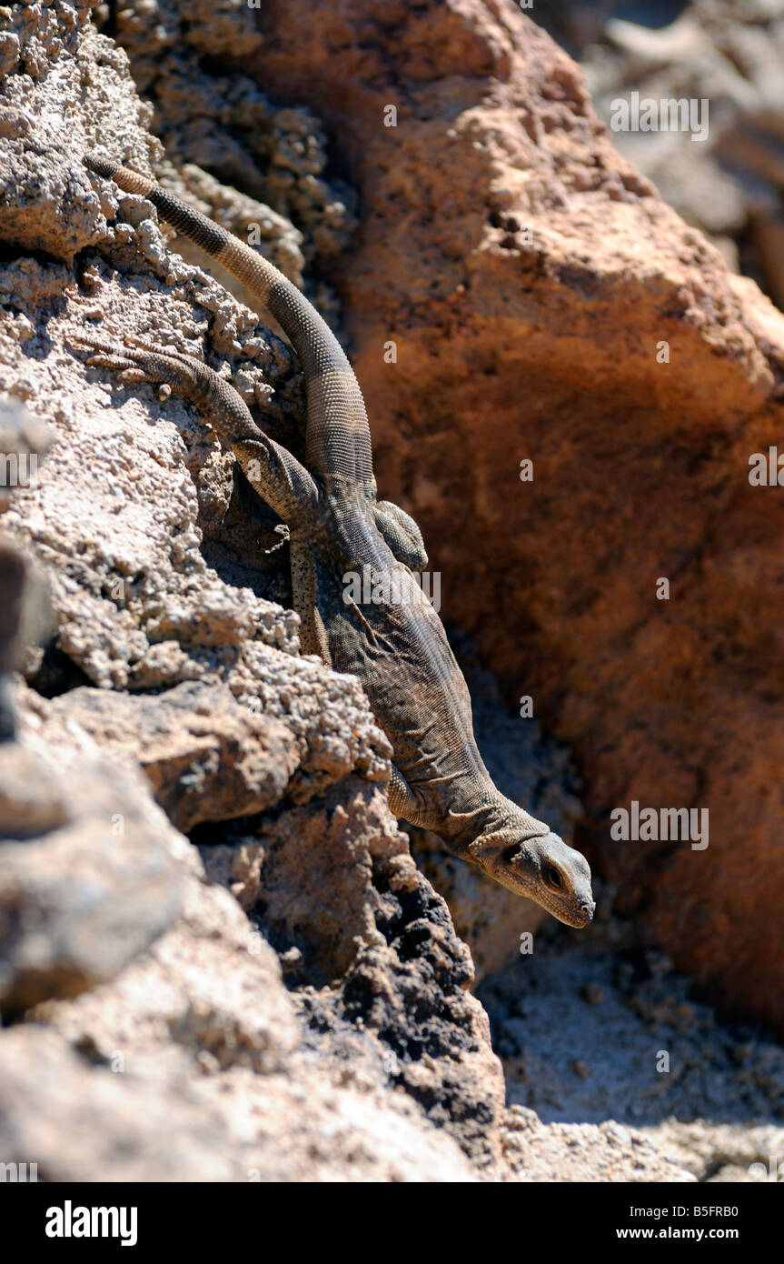 A Chuckwalla lizard in the Mojave Desert Stock Photo