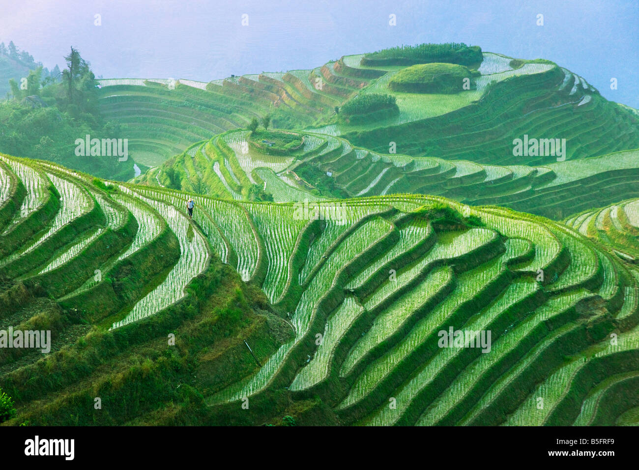 Landscape of rice terraces Longsheng Guangxi China Stock Photo