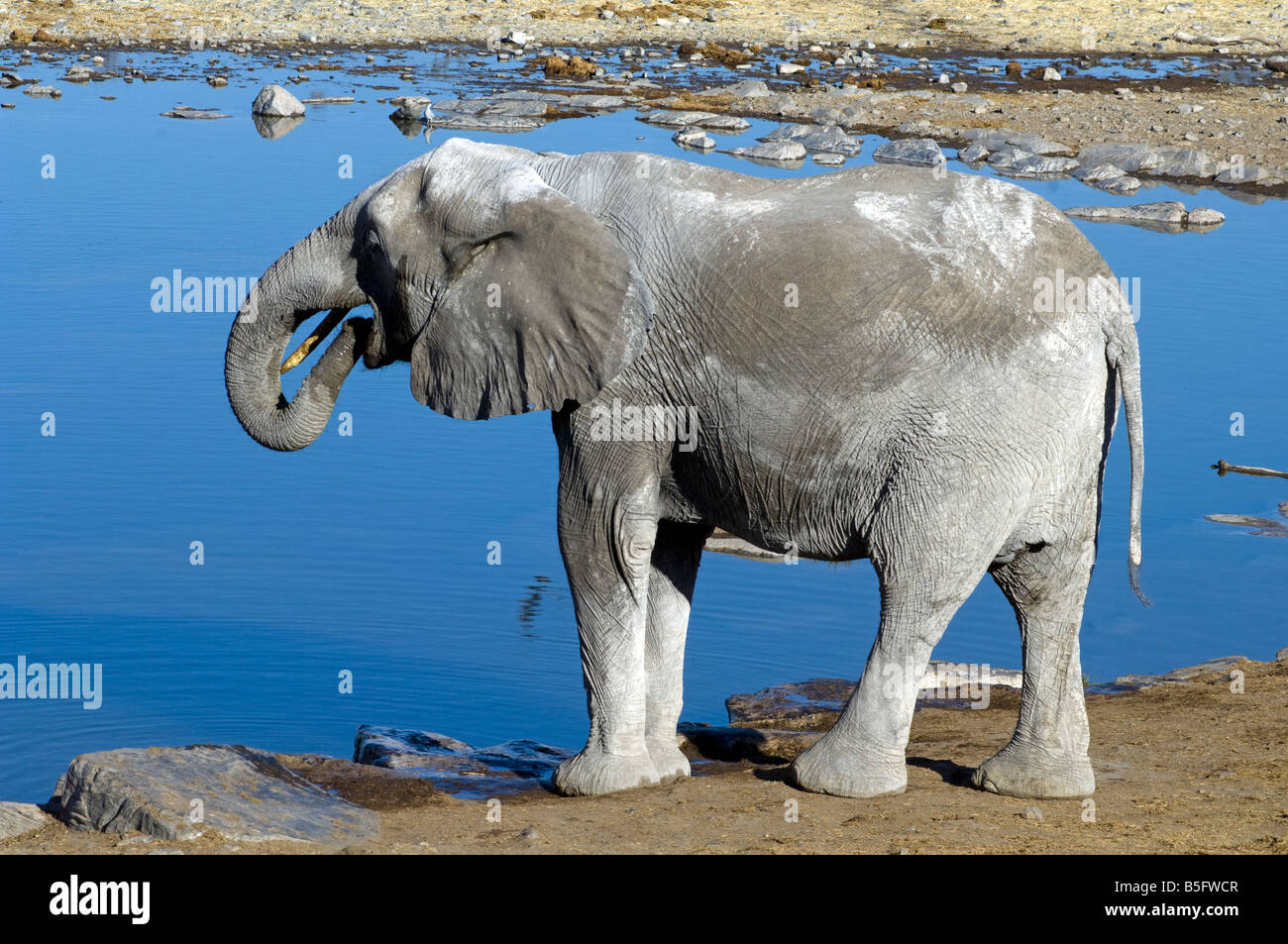 African elephant Loxodonta africana drinking at Halali waterhole Etosha National Park Namibia Stock Photo