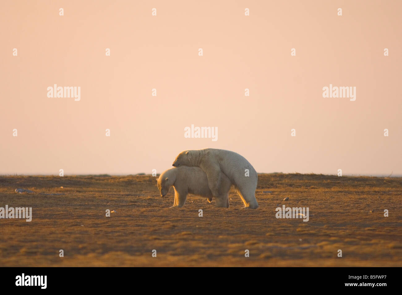 Mating Polar Bears Hi res Stock Photography And Images Alamy mating-polar-bears-hi-res-stock-photography-and-images-alamy