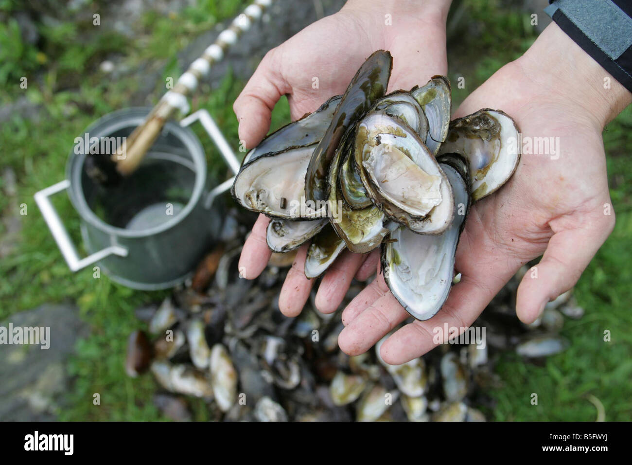 A man holds freshwater Mussels whilst looking for pearls on the River Tay in Perthshire, Scotland Stock Photo