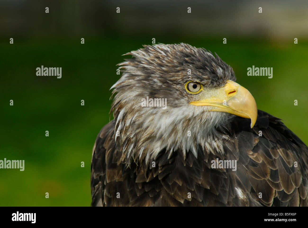 Juvenile Bald Eagle Portrait Stock Photo
