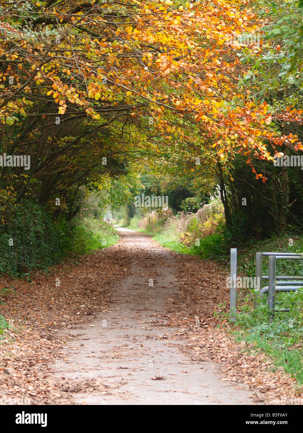 Tarka trail at Fremington, Devon in the Autumn Stock Photo Alamy