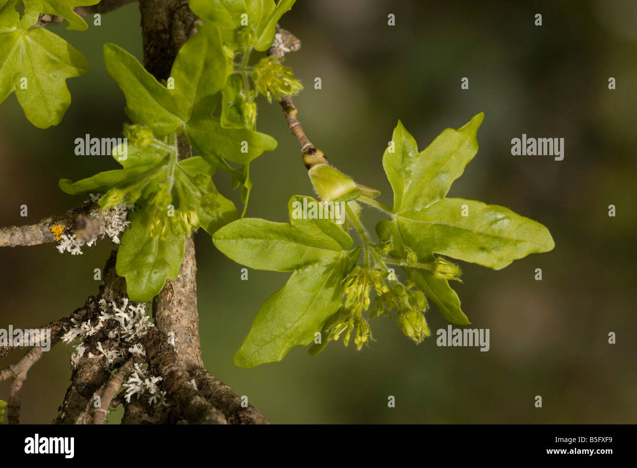 Field Maple Acer campestre in flower spring Stock Photo - Alamy