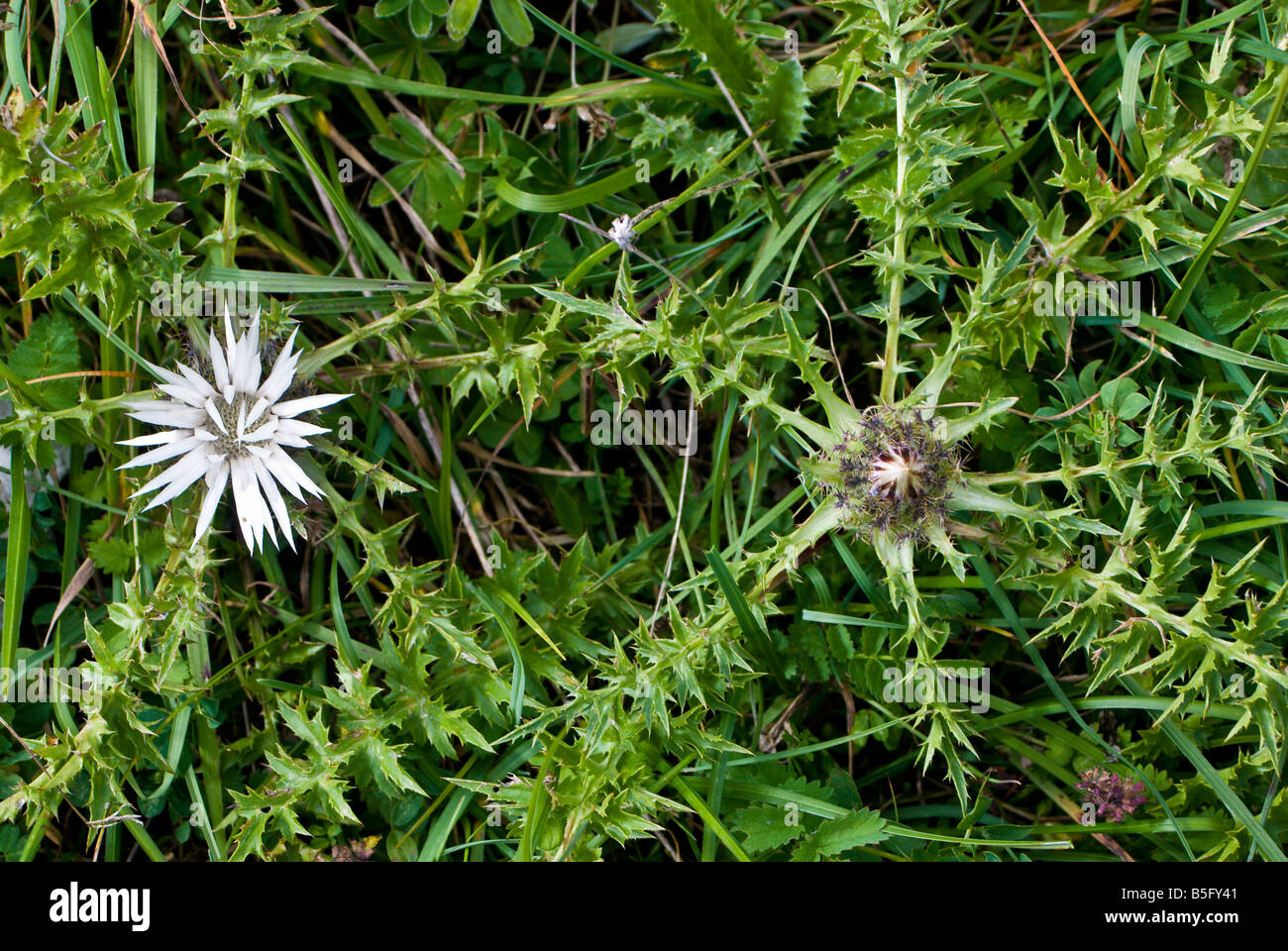 Carlina acaulis wildflower dwarf thistle Silver Thistle stemless carline thistle Stock Photo
