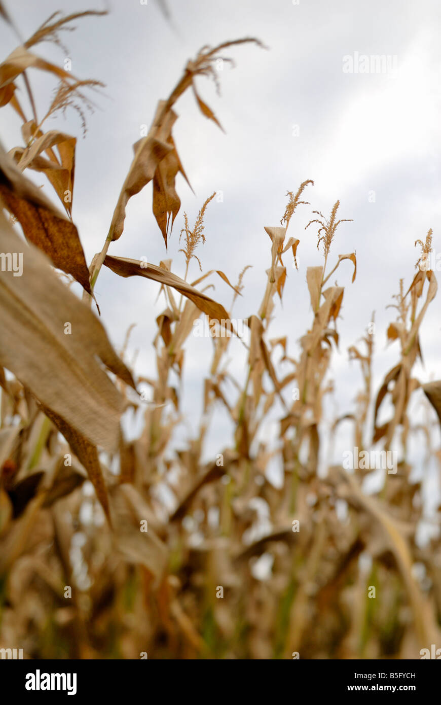 Corn Stalks, Helsinki, Finland, Europe. Stock Photo